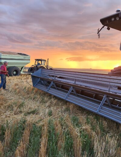 wheat harvest 2024